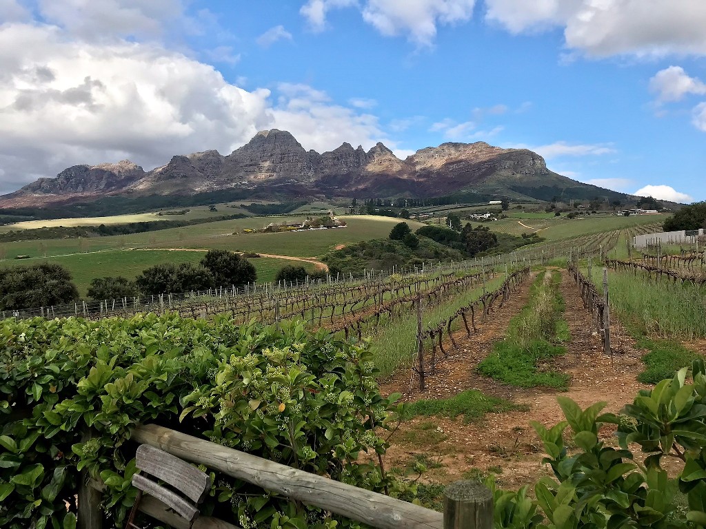 Rund 150 Weingüter gibt es in den Weinregionen von Stellenbosch, Paarl und Franschoek, etwa eine Autostunde von Kapstadt entfernt.